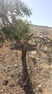 مستعمرون يطلقون مواشيهم ويقتلعون أشجار زيتون بمسافر يطا جنوب الخليل
