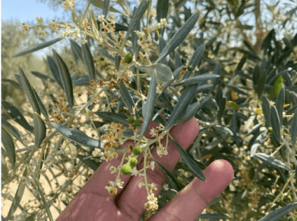 تساقط ثمار الزيتون بعد العقد.. الأسباب والحلول مع فياض فياض