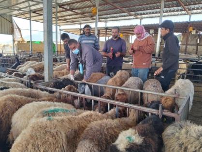 الحملة الوطنية لتطعيم وترقيم الثروة الحيوانية تتجاوز 37,350 رأساً منذ انطلاقها في مسافر يطا والأغوار الشمالية