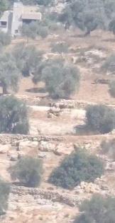 مستوطنون يسرقون أغناما من بيتا جنوب نابلس 