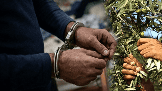 القبض على لصوص الزيتون في جنين