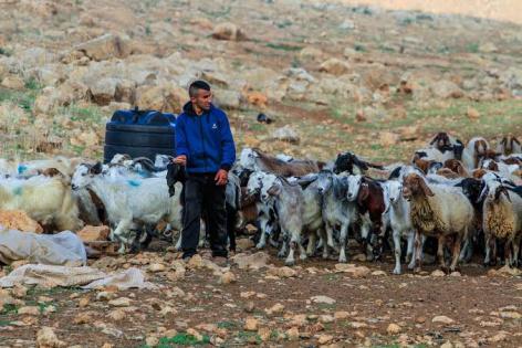 خاص | تحذيرات من استغلال حادثة الأغنام لتبرير اقتحامات المغير