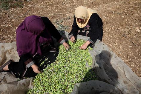 حتى الزيتون غاب عن موائد غزة.. ما كان أساس 