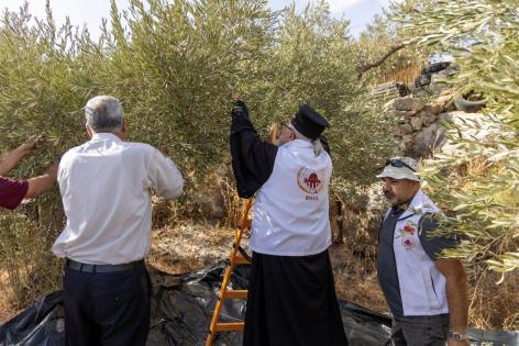 وكالة بيت مال القدس تواصل دعم قاطفي الزيتون ضمن حملة 