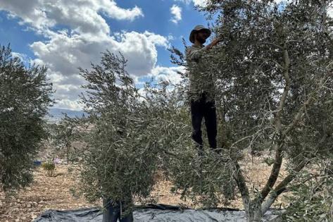 جرافات الاحتلال تقتلع أشجار الزيتون في بيت أولا.. والمستوطنون يسرقون المحاصيل