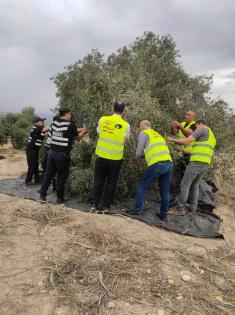 اللجنة المحلية للحملة الوطنية لموسم قطف الزيتون بجنين تنفّذ الفعالية الثانية في كفر راعي لمساندة المزارعين في جني ثمار أشجارهم
