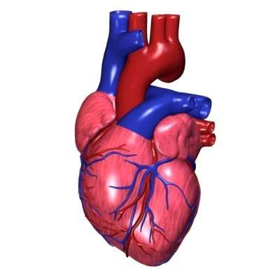 دراسة: الفضاء يجعل أنسجة القلب تشيخ أسرع بـ5 مرات مما هي عليه في الأرض