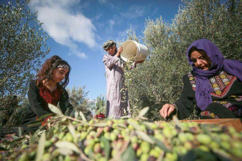 فياض فياض لـ "راية": شجرة الزيتون ليست "برية".. الري التكميلي هو سر مضاعفة الإنتاج ومضاعفة الزيت