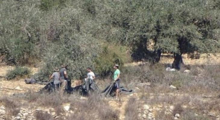 مستوطنون يسرقون محصول ثمار الزيتون جنوب شرق بيت لحم
