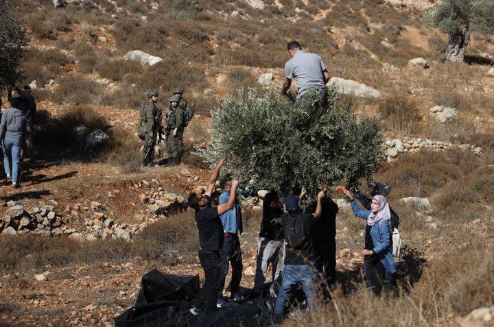 مستوطنون يعتدون على قاطفي الزيتون ويسرقون الثمار في بورين جنوب نابلس