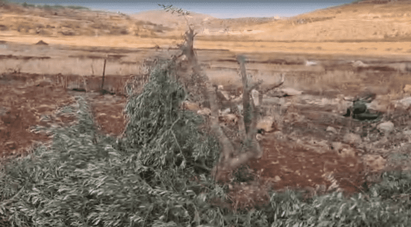 مستوطنون يقطعون أشجار زيتون جنوب نابلس