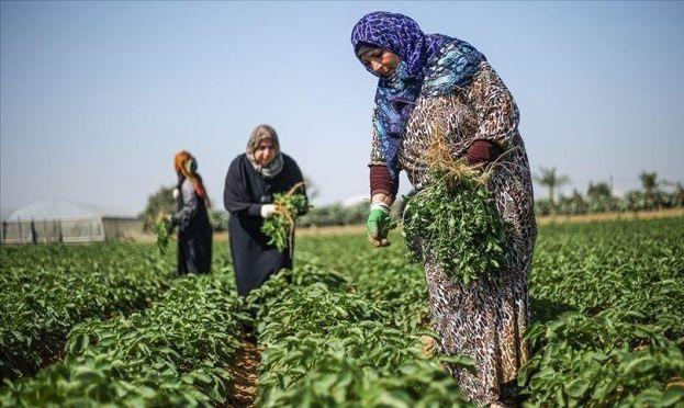 في عيد العمال العالمي: "المرأة العاملة" تطالب بحماية النساء الفلسطينيات من الإبادة الاقتصادية وانتهاكات الاحتلال