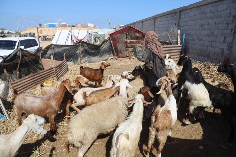 الزراعة بغزة لراية: نسبة الدمار في قطاع الثروة الحيوانية بلغ 99%