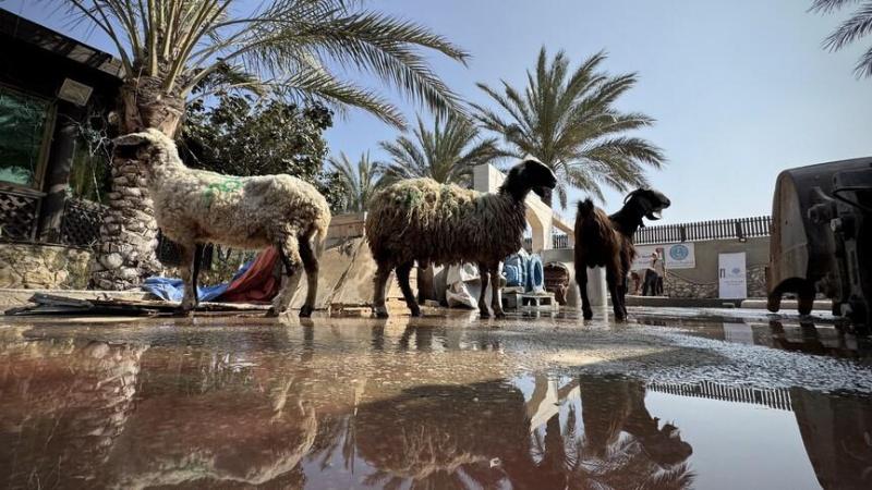 خبير اقتصادي لراية: لا أضاحي ولا قدرة على شراء الغذاء في غزة