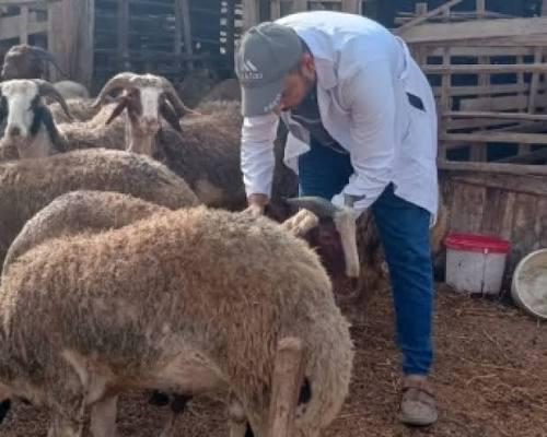 "الزراعة" تنفذ حملة تطعيم وترقيم لـ4300 رأس من الأغنام في مسافر يطا