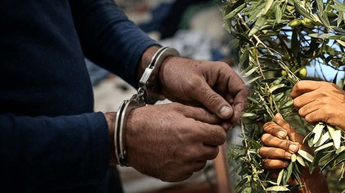 القبض على لصوص الزيتون في جنين