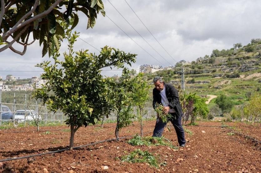 وكالة بيت مال القدس تختتم مشروع "صمود" الزراعي في قرى محافظة القدس