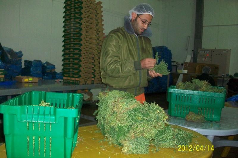 طوباس: مصنع الخيزران منافسا قويا للمنتجات الإسرائيلية في الخارج في مجال الأعشاب الطبية