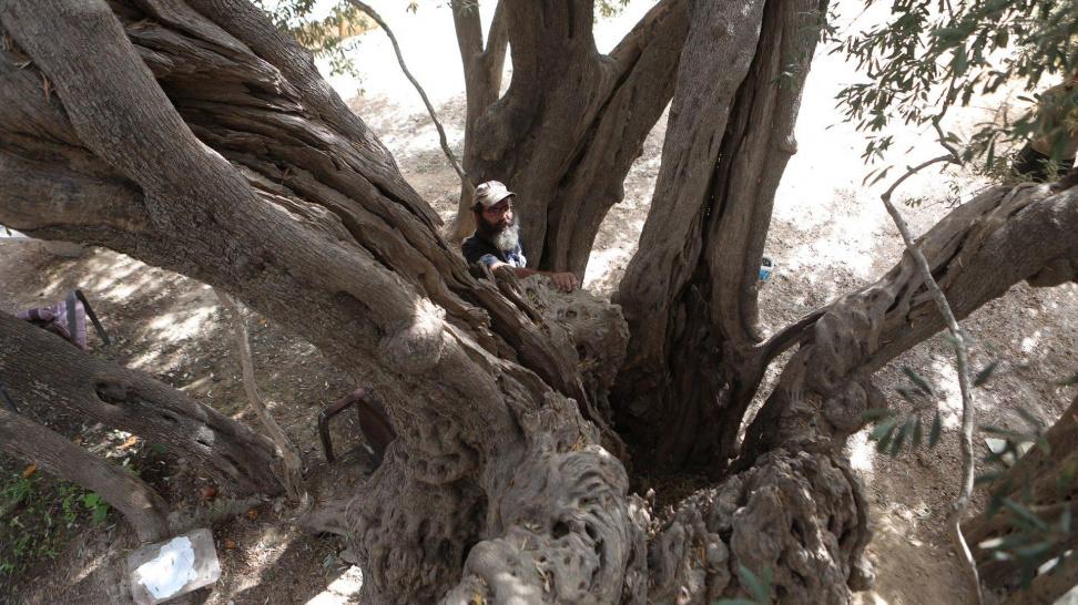 شبكة راية الإعلامية حارس أقدم شجرة في فلسطين